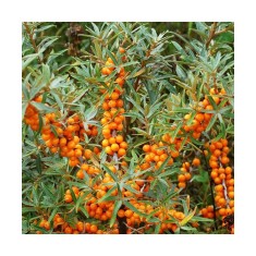 Planta Hippophae rhamnoides Friesdorfer Orange, Catina de Mare P9, ghiveci 9cm