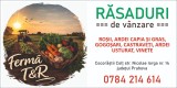 Vanzare de rasaduri