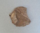 Alge marine fosile Oligocen