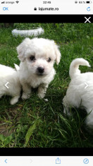 Bichon foto