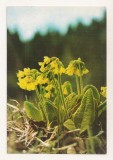 RF143 - Carte Postala - Muzeul de isorie naturala Sibiu. Ciubotica cucului, necirculata