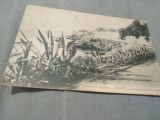 Cumpara ieftin CP NERVI RIVIERA DI LEVANTE CIRCULATA LA KOLOSVAR SAU CLUJ-NAPOCA\1922