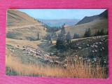 CPIB 23425 CARTE POSTALA - MUNTII BUCEGI. VALEA VANTURIS, OI, CIRCULATA, 1975, STAMPILE, TIMBRU, Fotografie