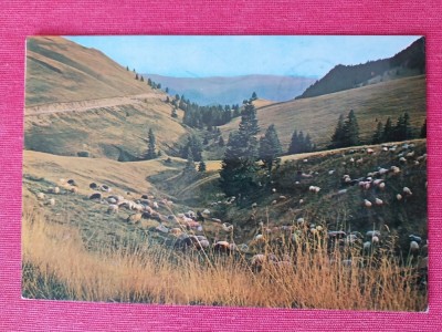 CPIB 23425 CARTE POSTALA - MUNTII BUCEGI. VALEA VANTURIS, OI, CIRCULATA, 1975, STAMPILE, TIMBRU foto