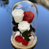 3 Trandafiri Criogenati 2 albi, 1 rosu &Oslash;6,5cm, cupola 17x28cm