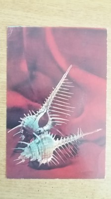 QW28 - Tematica muzee - Muzeul de istorie naturala - Sibiu foto