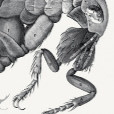 Crawly Creatures: Depiction and Appreciation of Insects and Other Critters in Art and Science