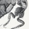 Crawly Creatures: Depiction and Appreciation of Insects and Other Critters in Art and Science