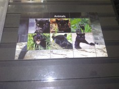 TIMBRE MALAWI ANIMALE foto