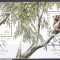 DB1 Fauna Urs Koala Australia 1995 2 SS unul cu supratipar MNH