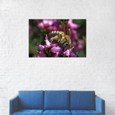 Tablou Canvas, Insecta Apis pe flori - 40 x 60 cm foto