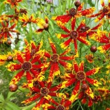 Seminte Coreopsis Lanceolata Tigrina si Normal, Amestec Culori, 10 seminte, Flori de Gradina