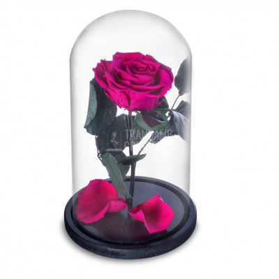 Trandafir Criogenat ciclam inchis &amp;Oslash;6,5cm in cupola sticla foto
