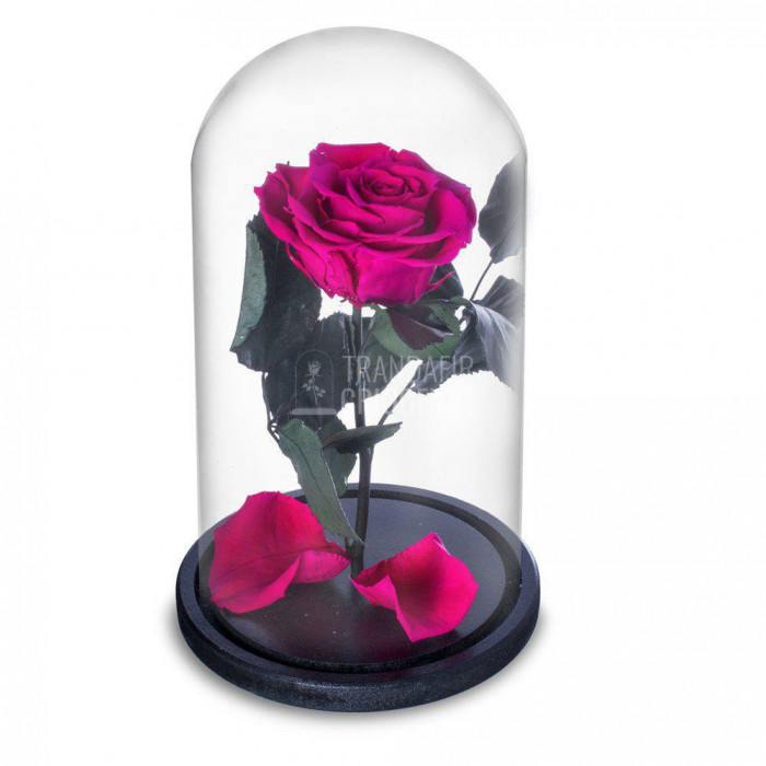 Trandafir Criogenat ciclam inchis &Oslash;6,5cm in cupola sticla
