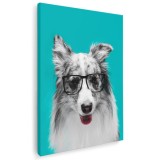 Tablou caine Border Collie cu ochelari Tablou canvas pe panza CU RAMA 70x100 cm