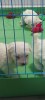 Bichon frise de vanzare, [en.casa]