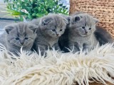 Pui British Shorthair si Scotish Fold superbi