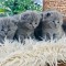 Pui British Shorthair si Scotish Fold superbi