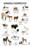 Plansa Animale domestice - DPH