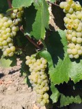 Butasi de vita de vie de anul 2, Agro CS