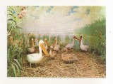 RF182 - Carte Postala - Muzeul Deltei Dunarii. Diorama Colonie de pelicani, necirculata