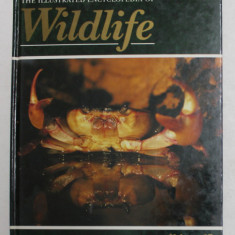 THE ILLUSTRATED ENCYCLOPEDIA OF WILDLIFE , VOLMUL 37 , 1989