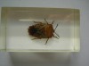 INSECTE REALA IN RASINA (N4) DEAGOSTINI