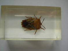 INSECTE REALA IN RASINA (N4) DEAGOSTINI