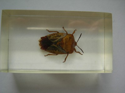 INSECTE REALA IN RASINA (N4) DEAGOSTINI foto