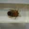 INSECTE REALA IN RASINA (N4) DEAGOSTINI