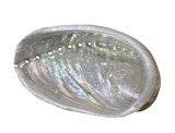 SCOICA ABALONE, STARE NATURALA, NESLEFUITA