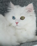 ANGORA turceasca alba