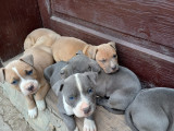 Pui amstaff blue