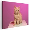 Tablou pisica crem fundal roz Tablou canvas pe panza CU RAMA 40x60 cm