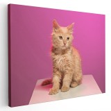 Tablou pisica crem fundal roz Tablou canvas pe panza CU RAMA 40x60 cm