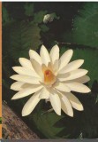 CPIB 15111 - FELICITARE - NUFAR, NYMPHAEA LOTUS