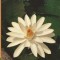 CPIB 15111 - FELICITARE - NUFAR, NYMPHAEA LOTUS