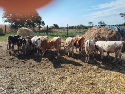 Vitele de v&amp;acirc;nzare foto