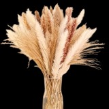 Set Flori decorative, 110 fire iarba Pampas - Bej