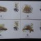 Macao-WWF,FDC pangolini-set complet