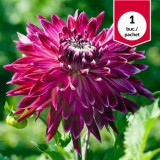 Dalia Vancouver, bulb de primavara, 1 buc.