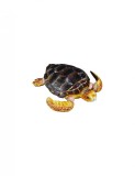 Broasca testoasa - Collecta