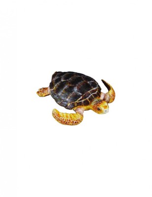 Broasca testoasa - Collecta foto