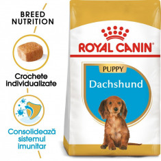 Royal Canin Dachshund Puppy hrana uscata caine junior Teckel, 1.5 kg