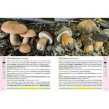 Ghidul culegatorului de ciuperci | Locsmandi Csaba