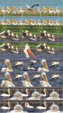 ROMANIA 2015 &ndash; WWF Pelicani, Minicoli stampilate, EW3