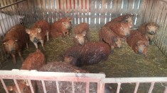 porc mangalita foto