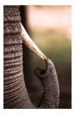 Tablou Canvas, "Elefantul ating&acirc;nd colțul timpului", Elefant, Colț, Trompă, Textură, Natură, Putere, Majestuos, Africa, Piele, Sălbăticie, 26 x 39 cm,
