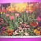 HOPCT 8271 FLORI DE PRIMAVARA -PARCUL SCHENLEY-PITTSBURGH PA -SUA-AMERICA DE NORD -NECIRCULATA-