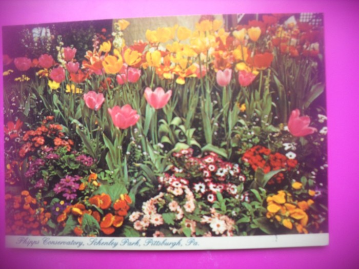 HOPCT 8271 FLORI DE PRIMAVARA -PARCUL SCHENLEY-PITTSBURGH PA -SUA-AMERICA DE NORD -NECIRCULATA-